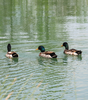 Swimming Ducks