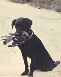 Trudy