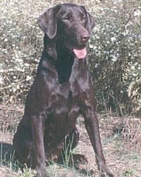 Riley