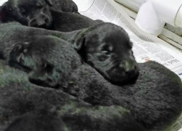1wPuppies