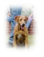 Harlee