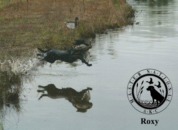 Roxy