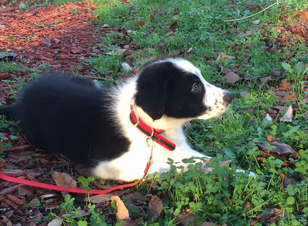 Border Collies