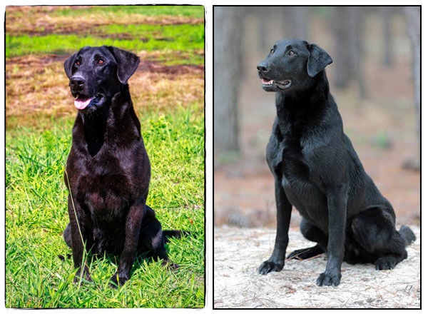 Roxy and Gibbs